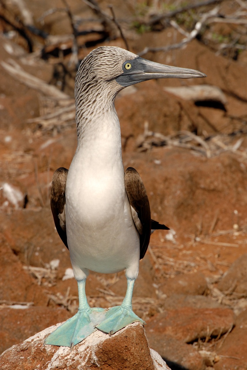 Blue footed boobie