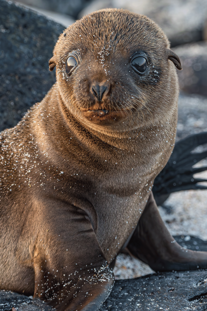 Baby sea lion