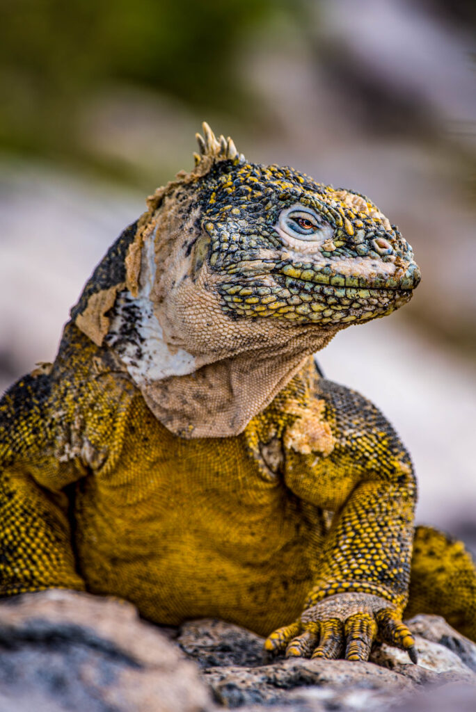 Land Iguana