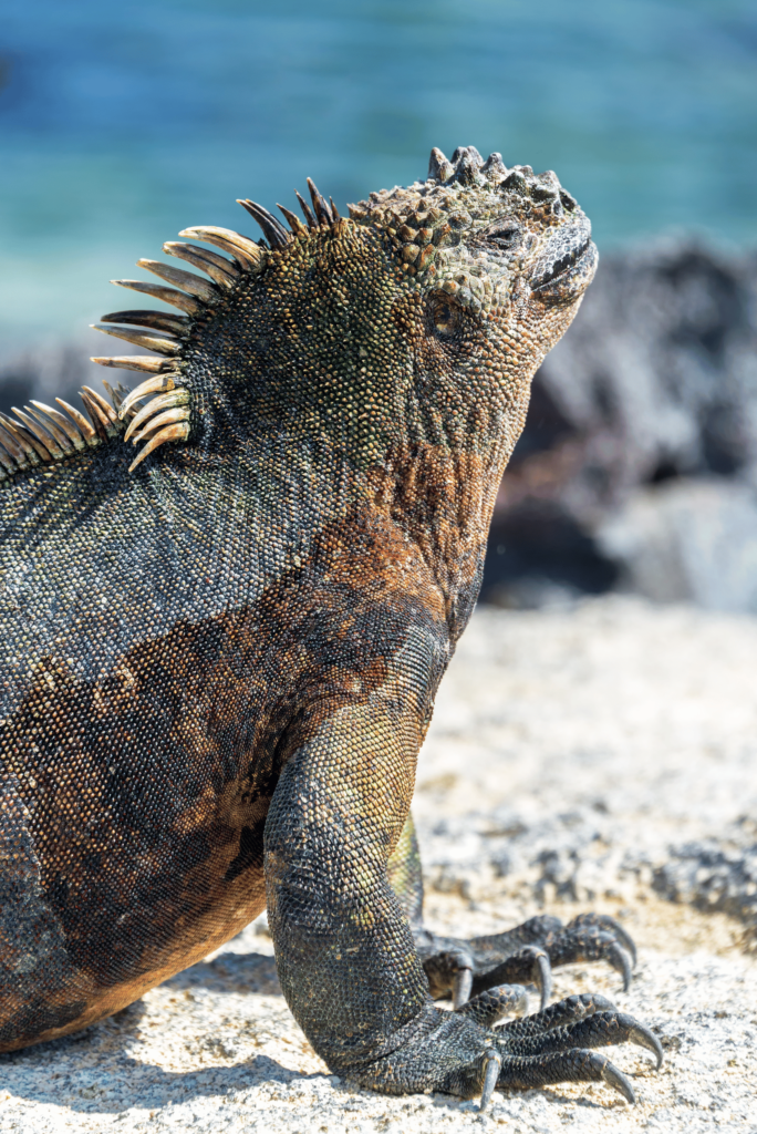 Marine Iguana on beach