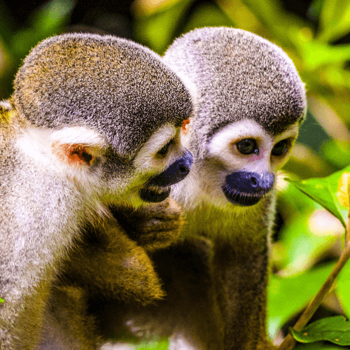 Golden tamarind monkies