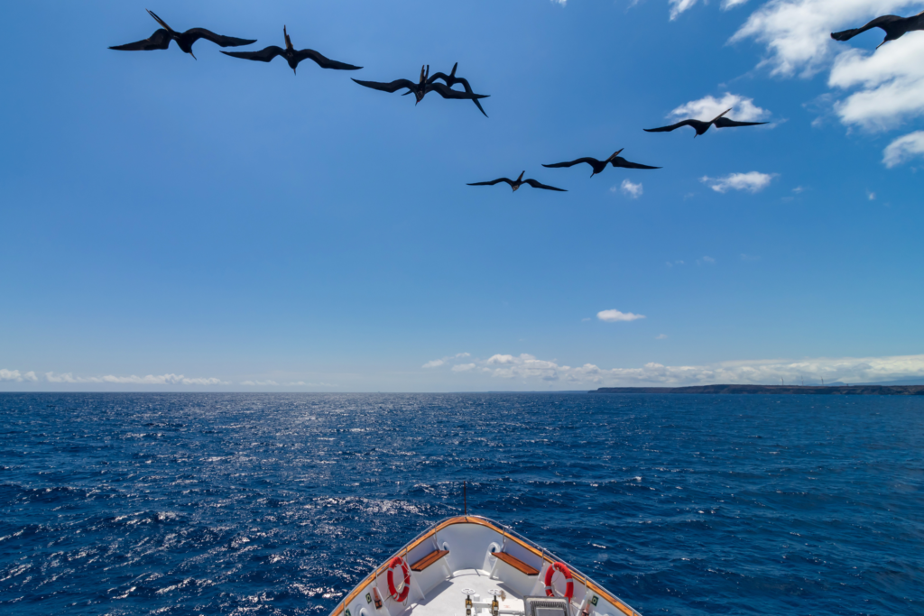 Beluga Galapagos