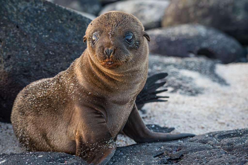 Baby sea lion