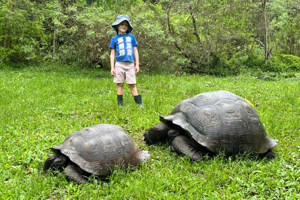 Child in front of 2 tortoises