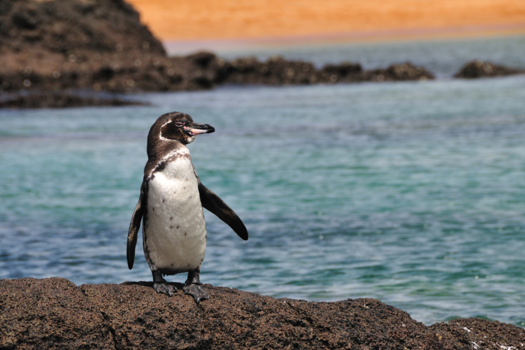 Penguin