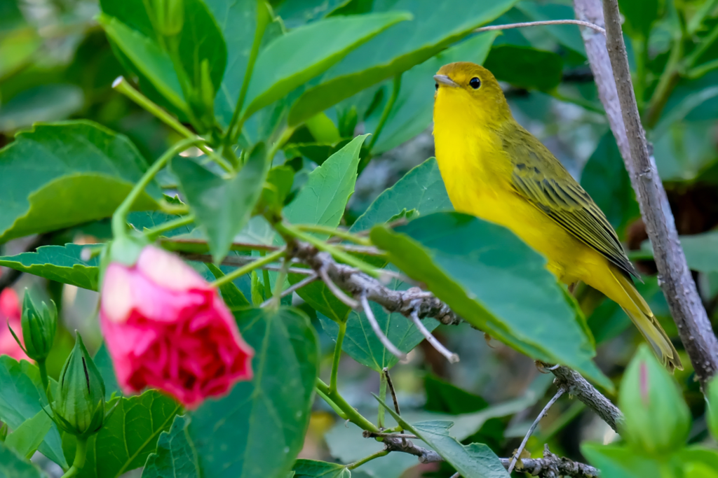 Yellow Warbler Galapagos