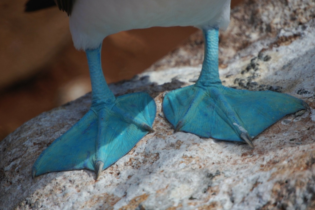 Blue footed boobies feet