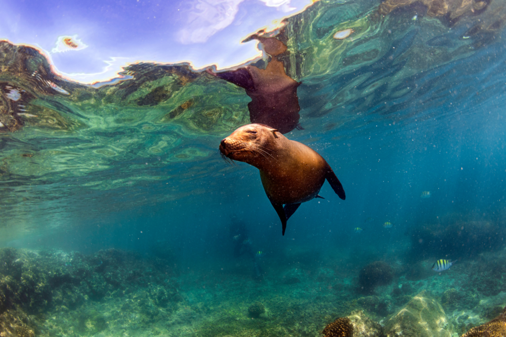 Sea lion under water