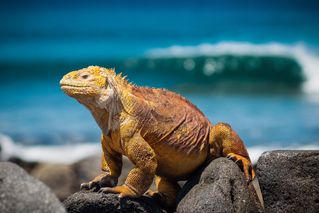 Land Iguana