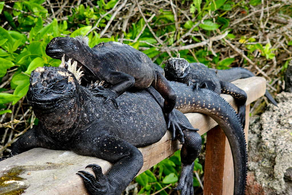 Marine Iguanas