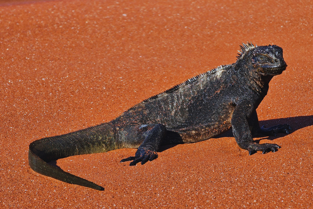 Marine Iguana in Rabida