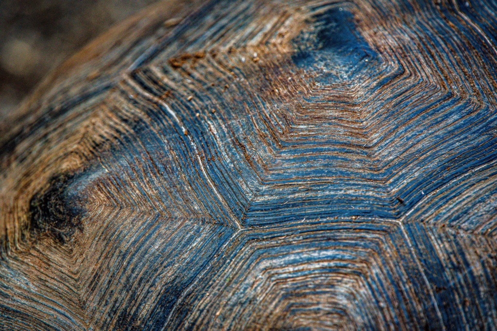 Giant Galapagos Tortoise shell