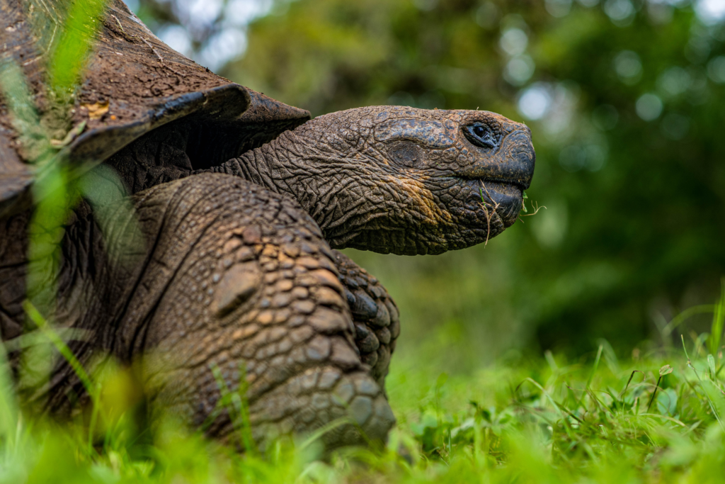 Giant Galapagos Tortoise