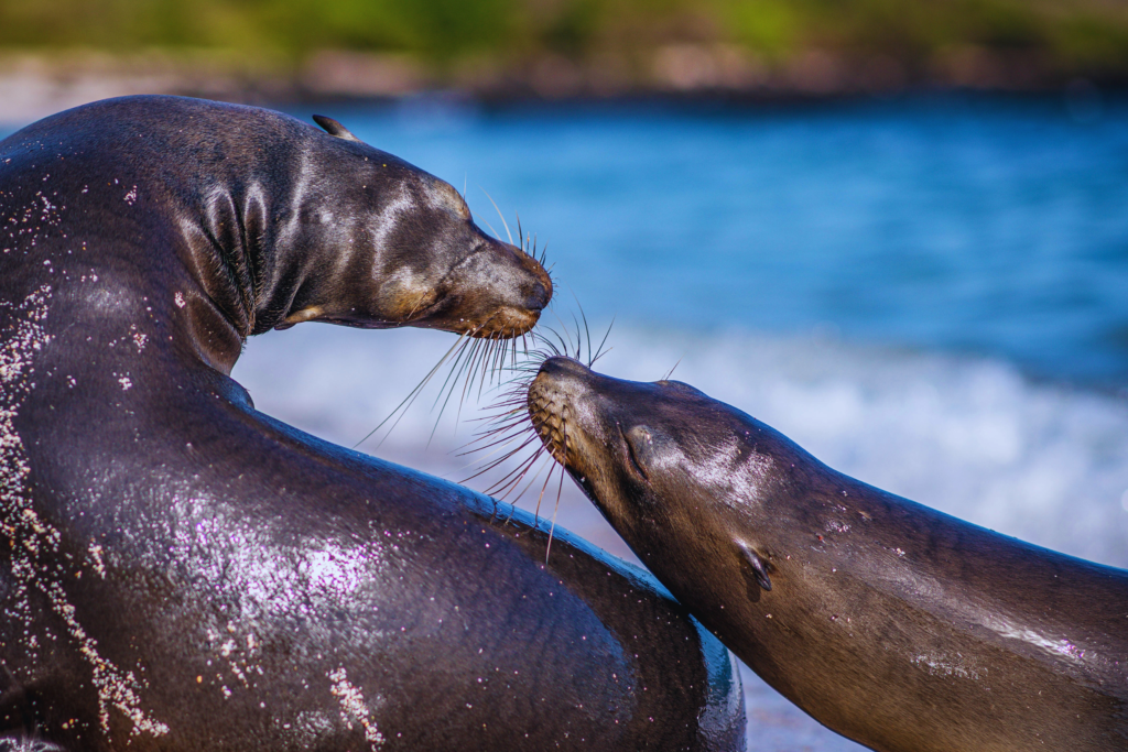 Sea lions kissing