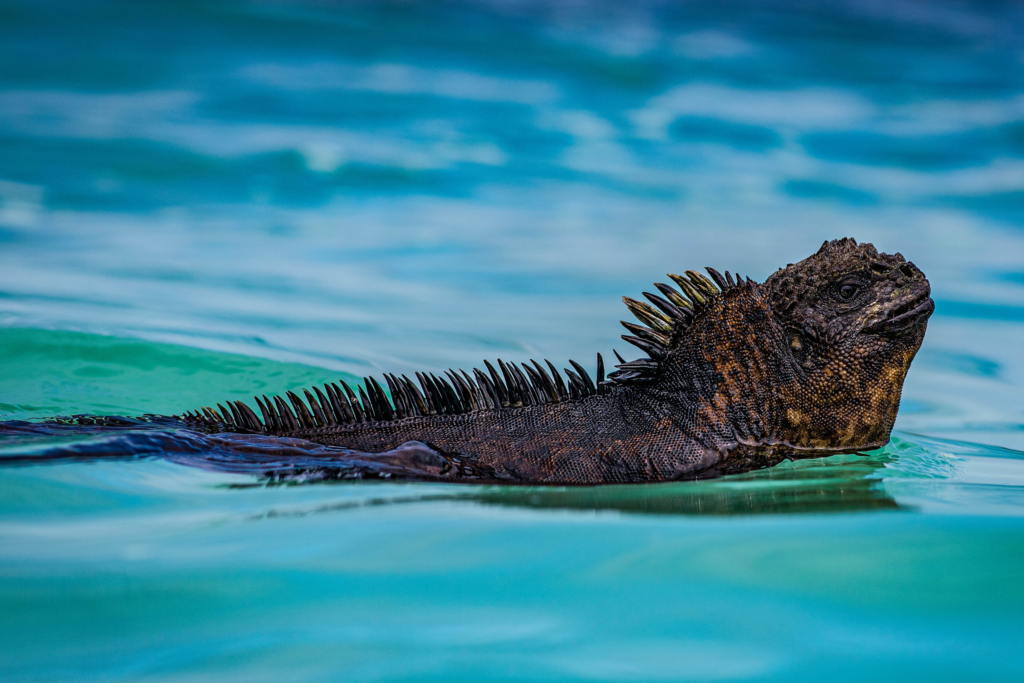 Marine Iguana swimming