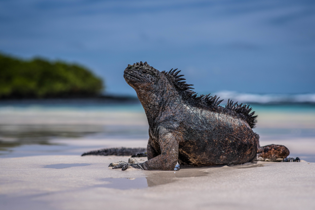 Marine Iguana on beach